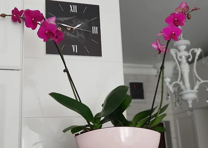 Pearl By The Sea новые в аркадии Odesa